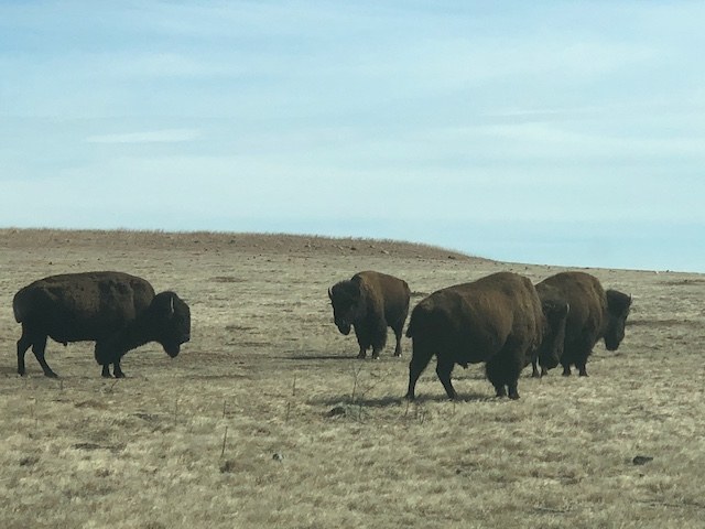 Buffalo herd on the open prairie of the Wichita Mountains, Oklahoma